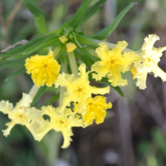 Fringed Puccoon | Project Noah