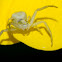 Crab spider