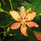Leopard Lily  - Belamcanda