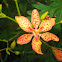 Leopard Lily  - Belamcanda