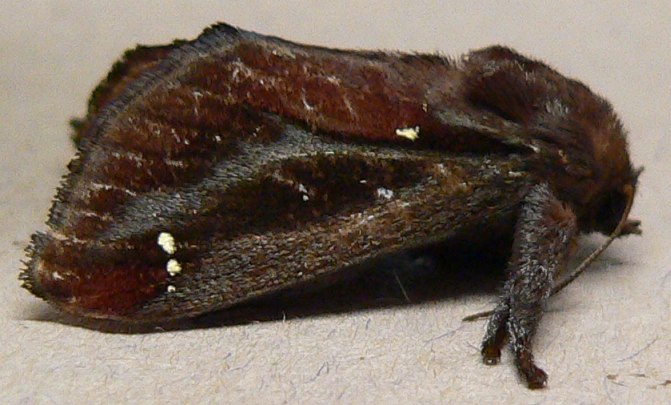 Saddleback Caterpillar Moth