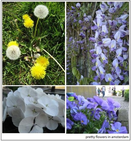 [flowers_amsterdam2[3].jpg]