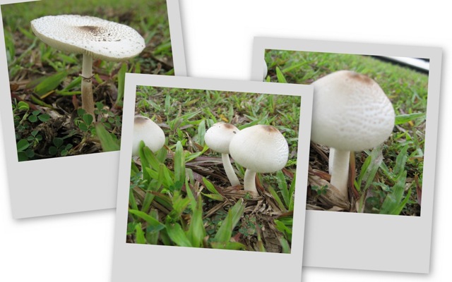 [mushrooms[3].jpg]