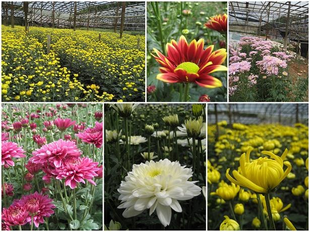 [cameron_flowernursery[5].jpg]