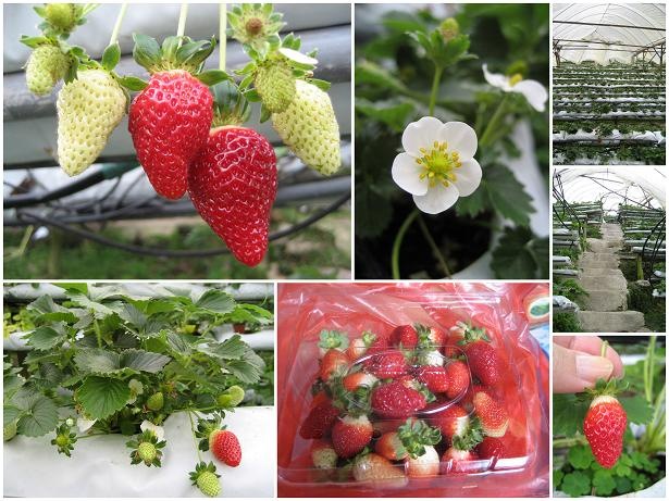[cameron_strawberryfarm[5].jpg]