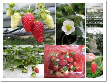 cameron_strawberryfarm