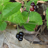 Common Dewberry