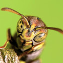Small brown paper wasp