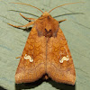 American Ear Moth - white spotted