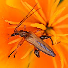 false blister beetle