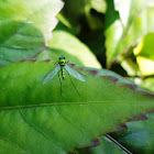 GREEN LONG LEGGED FLY