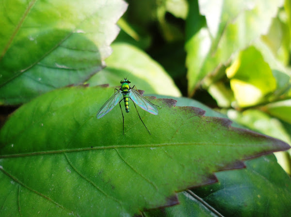 GREEN LONG LEGGED FLY | Project Noah