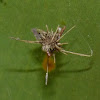 Bagworm Moth