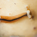 Hammerhead worm