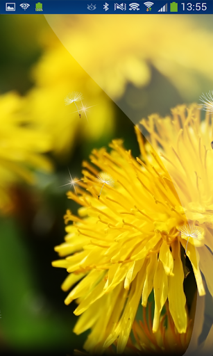 Spring Moves Dandelion hd