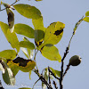 Persian Walnut tree
