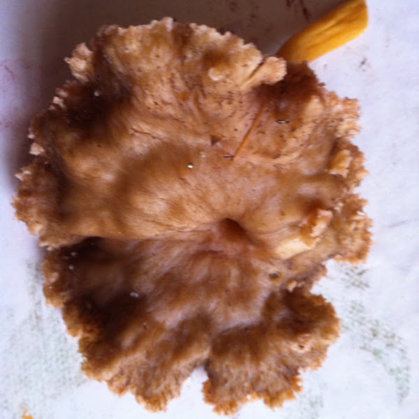 Chanterelle Grise Project Noah