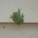 Gray Tree Frog