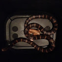 Milk Snake