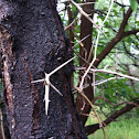 Honey locust thorns