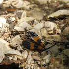 Banded Net-wing Beetle