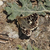 Indian or Grizzled Skipper
