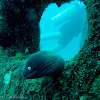 White-eyed moray eel