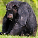 Chimpanzees in Nature Live Wal logo