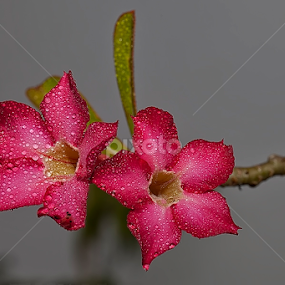 DUO KAMBOJA by Herken Kenken - Flowers Flower Gardens