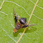 Tephritid Fly