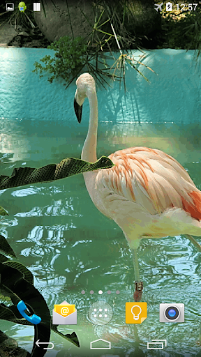 Flamingo Live Wallpaper