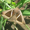 Triangular Striped Moth