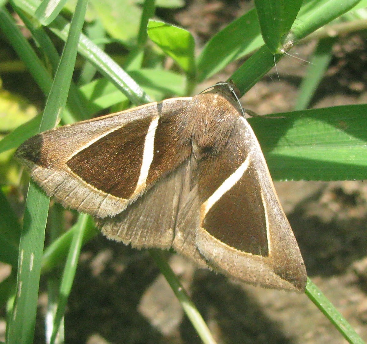 Triangular Striped Moth