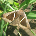 Triangular Striped Moth