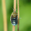 Common Blue banded bee