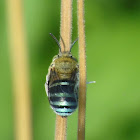 Common Blue banded bee