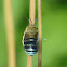 Common Blue banded bee