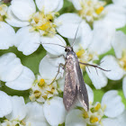Schreckensteinia Moth