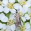 Schreckensteinia Moth