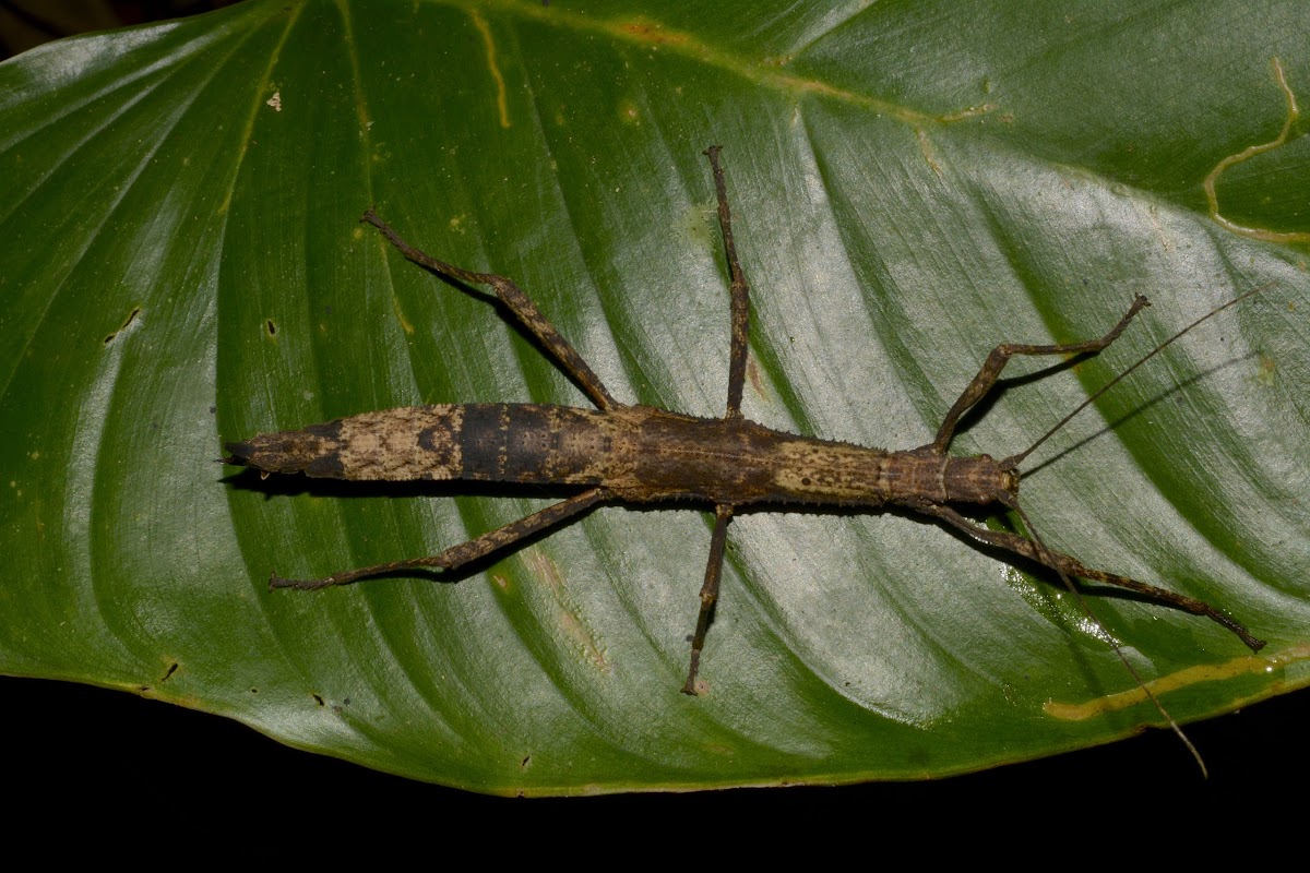 Stick Insect, Phasmid, Female
