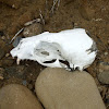 NZ fur seal skull