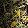 Yellow waxgill mushroom