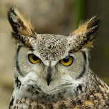 The Eyes by Tina Hailey -  