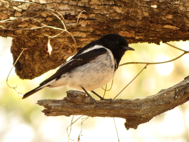 Hooded Robin