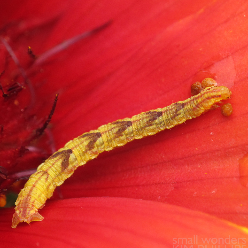 Common Eupithecia Caterpillar - moving frass