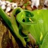 New-born Philodendron Leaf