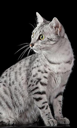 Egyptian Mau Wallpapers