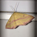 Chickweed Geometer moth