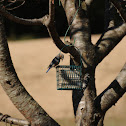 Bluebird and Woodpecker