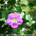 Light Purple Flower